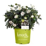 Knock Out 2 gal. The White Rose Bush with White Flowers