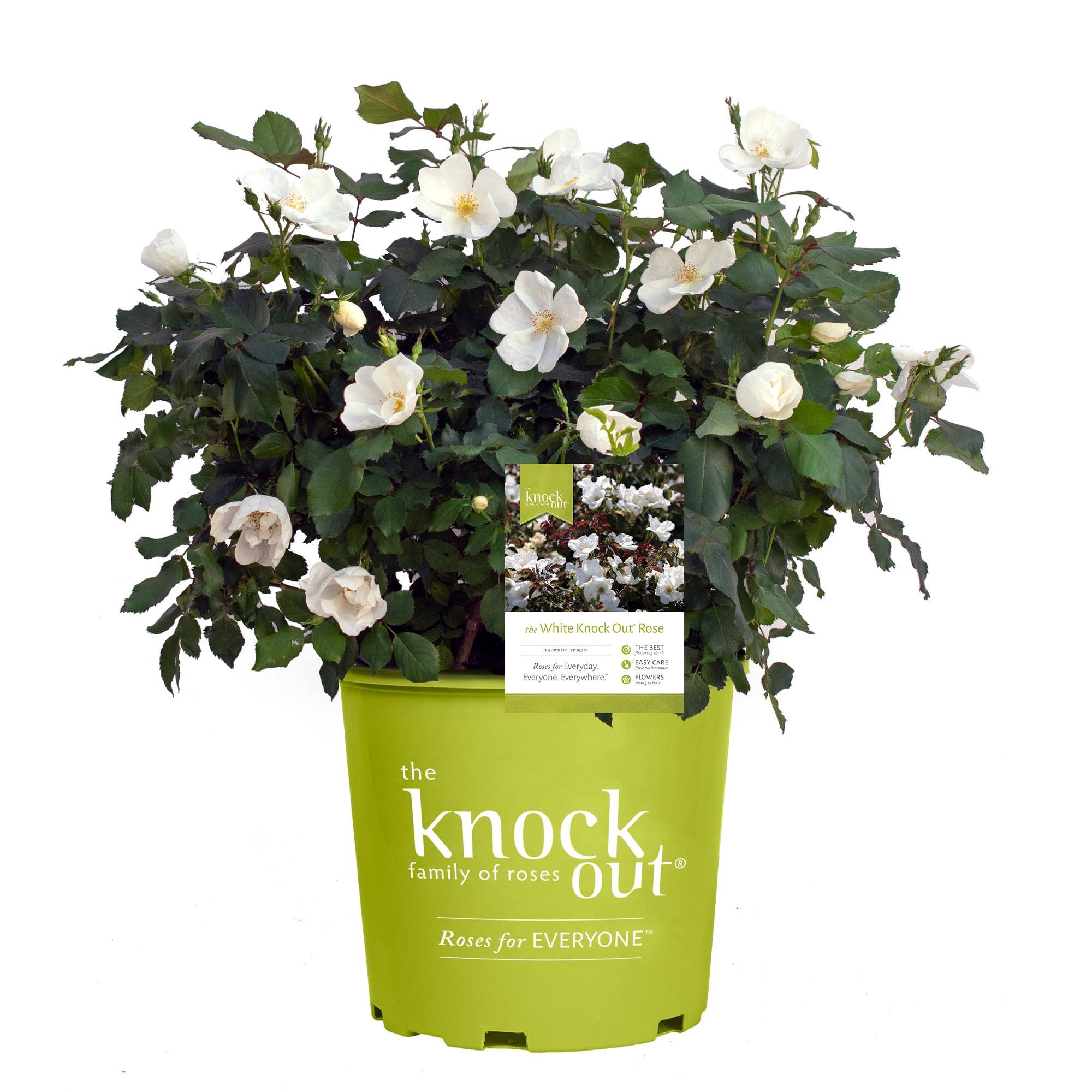 11a4552a1f5ff6ac73efd92f3476c3812e2b5e8d8838ae8be82b3ad99292db4f.jpg Knock Out 2 gal. The White Rose Bush with White Flowers - Image 1