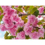 3 ft. Kwanzan Cherry Blossom Tree with Large Pink Globe Shaped Flower