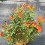 Proven Winners TECPRC1006101 Chicklet Esperanza Live Plant, 1 Gallon, Orange Flowers