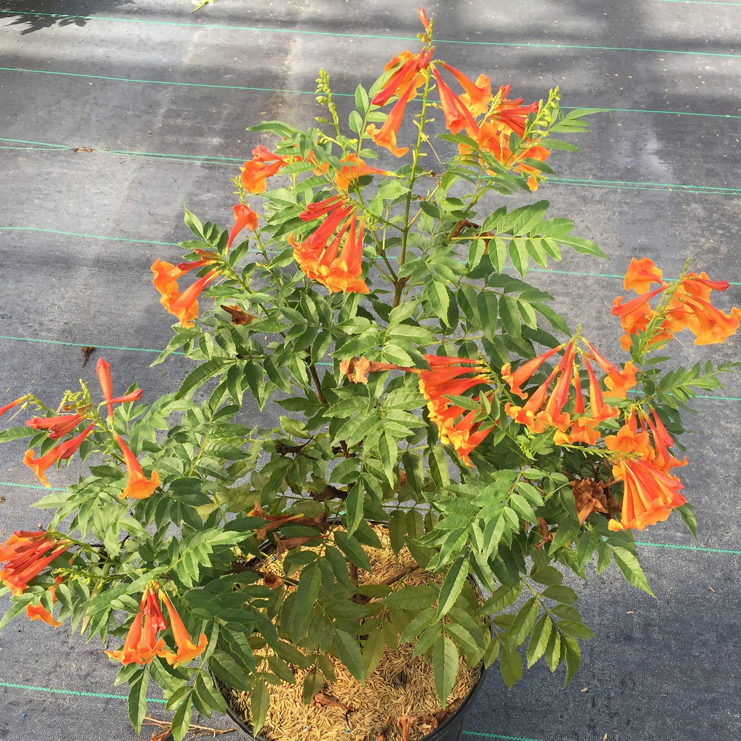 121e50007ef20c24fdbbe8bb7a7c947c709794348c0ccfdfeedb23656ca02851.jpg Proven Winners TECPRC1006101 Chicklet Esperanza Live Plant, 1 Gallon, Orange Flowers - Image 1