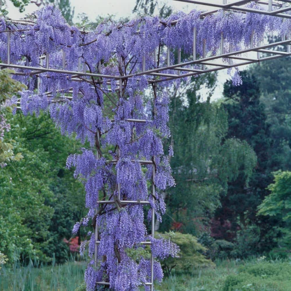 1275e90cdc82b1c18ce113927d51acf42e28f1db57df4462414857e4d2662681.jpg 2.5 Qt. Wisteria Blue Flowering Shrub with Blue Flowers - Image 1