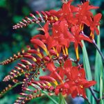 Spring Hill Nurseries Lucifer Crocosmia Bulbs 5 Pack | 66891