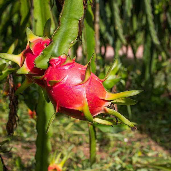 13cd6a594dc16f42f9496a1211db233bc938d112b17accf59470dc180faf8d13.jpg 6 inch pot - Dragon Fruit Cactus - The Most Unique-Looking Fruit You Can Grow, Outdoor Plant - Image 1