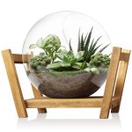 Monoture Glass Plant Terrarium with Wooden Stand As Decoration for Succulent,Desktop Plant Propagation Stations Air Plant Propagation Vase for