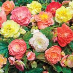 Breck's Pastel Begonia Mixture Bulbs Bagged 5-Count | 60227