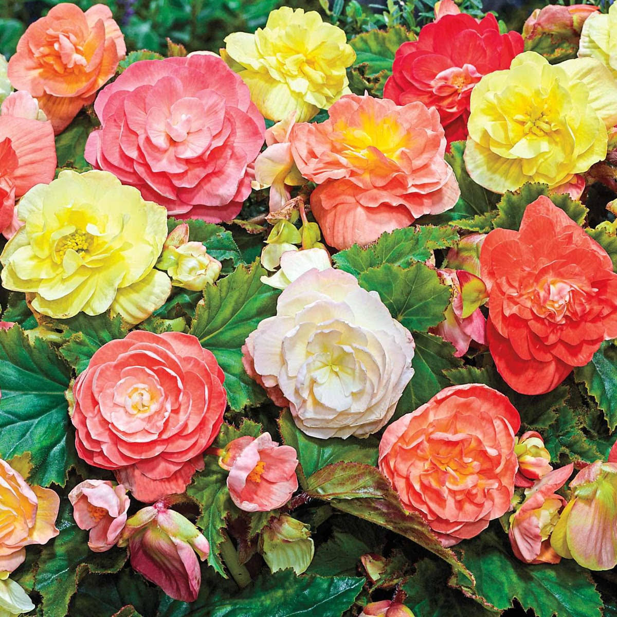 1481ba9adb851f043af4e4f5b325d90c394f7da2e318267bd4caeb1f85222fa2.jpg Breck's Pastel Begonia Mixture Bulbs Bagged 5-Count | 60227 - Image 1