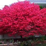 2 Burning Bushes Plants Live 6 to 12 Inches Bareroot Euonymus Alatus Burning Bush Shrub