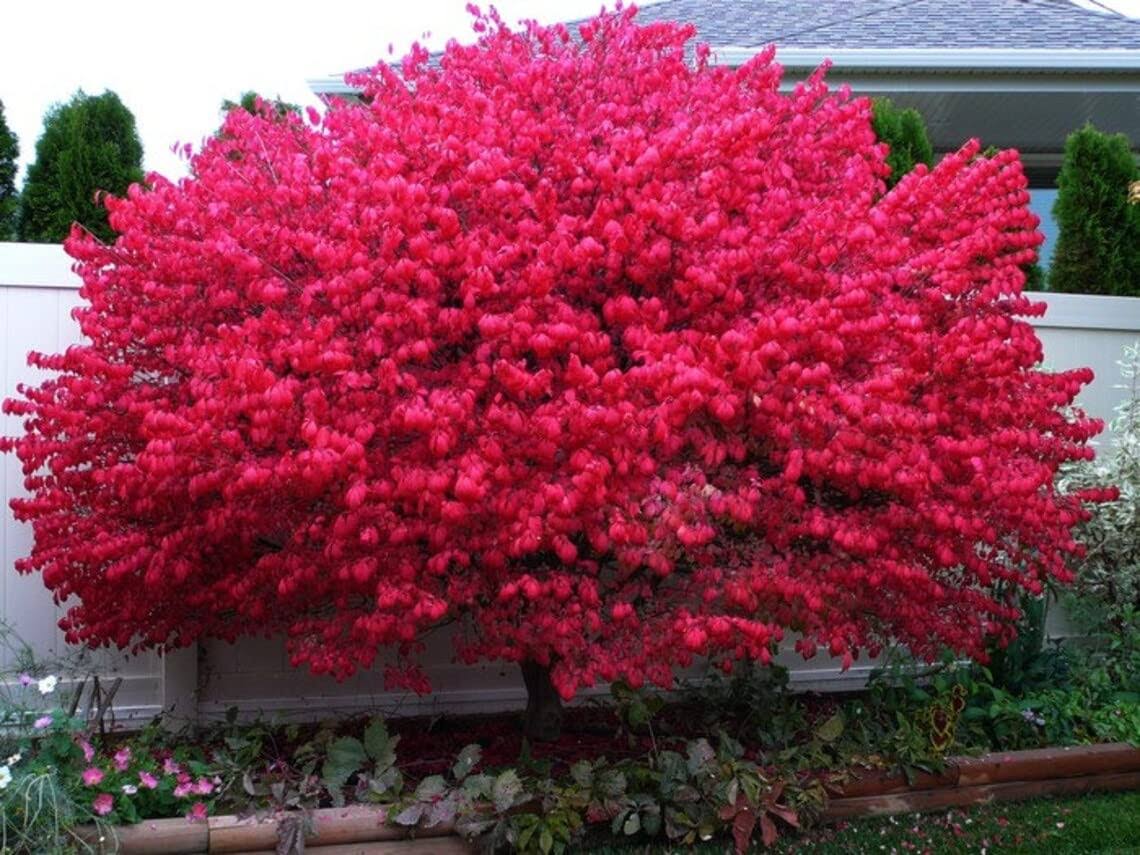 14b9fbaeb620cf65edde9f279e53ad0b501c5e15334496eda6fada0c7ad42551.jpg 2 Burning Bushes Plants Live 6 to 12 Inches Bareroot Euonymus Alatus Burning Bush Shrub - Image 1