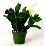 9GreenBox - Rare Yellow Christmas Cactus Plant - Zygocactus - 4 inch Pot (Color May Vary )