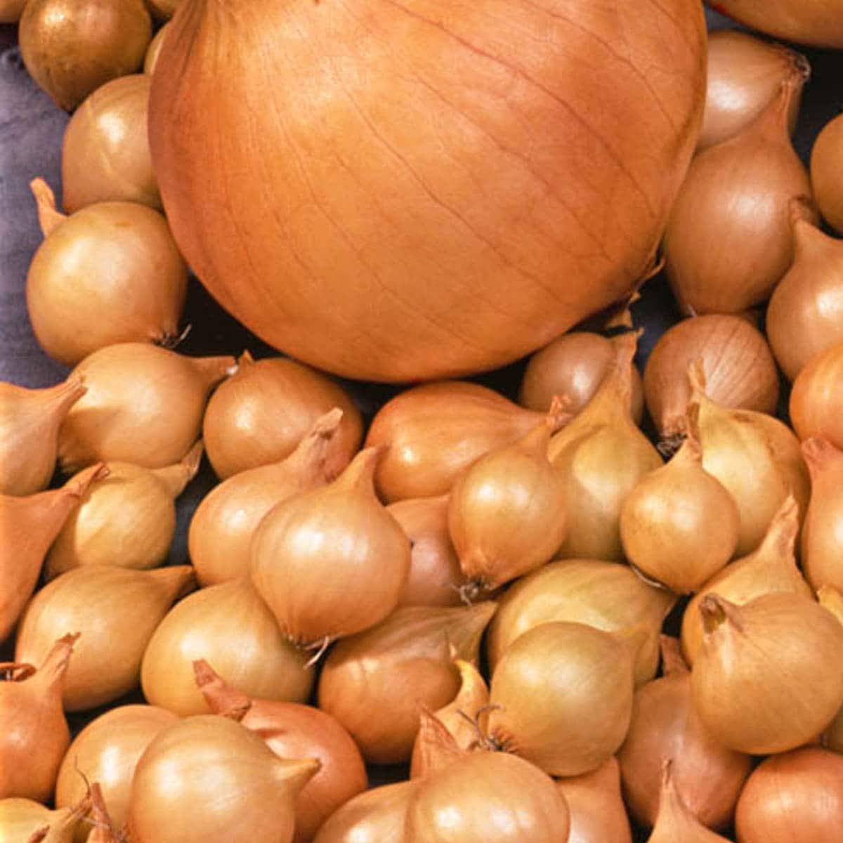 1540774b0d28c96c3908b3698b0c8861c7b2cd94d76aabd07f4da3efac4a9ccf.jpg Gurney's Stuttgarter Reisen Onion Sets (80 Bulbs per Package) - Image 1