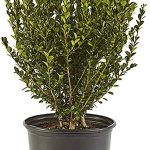 Shrub Wintergreen Boxwood 2.5 qt, Green Foliage