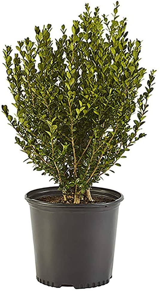 1542a65fc8c3e71f87d7ae6b81d1fa4de985441157913630ca0c496d36b8f89d.jpg Shrub Wintergreen Boxwood 2.5 qt, Green Foliage - Image 1