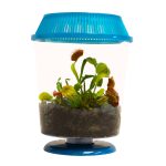 adult Venus Flytrap in 4.5" Blue Terrarium - Carnivorous Plant Fly Trap by Nature Gift Store