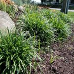 (4) 1 gal. Big Blue Liriope Plants, Purple Flowers, Lily Turf