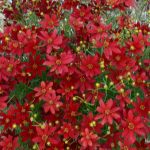 Hot Paprika Coreopsis Dormant Bare Root Flowering Perennial Plant Grown in A 2 in. Pot (1-Pack)