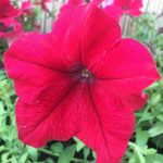 Petunia - Supercascade Series Flower Garden Seed - 1000 Pelleted Seeds - Rose Color Blooms - Annual Flowers - Single Grandiflora Petunias