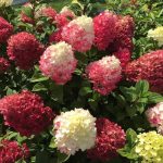 3 gal. Little Lime Punch Panicle Hydrangea (Paniculata) Live Shrub with Green, White, and Pink Flowers