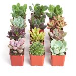 Shop Succulents | Unique Live Plants, Hand Selected Variety Pack of Mini Succulents | Collection of 12