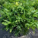 Selloum Philodendron Plant in 10 in. Black Nursery Pot