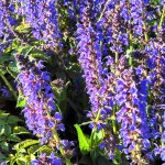 Salvia Nemerosa 'May Night' (Meadow Sage) Perennial, Purple Flowers, 1 - Size Container