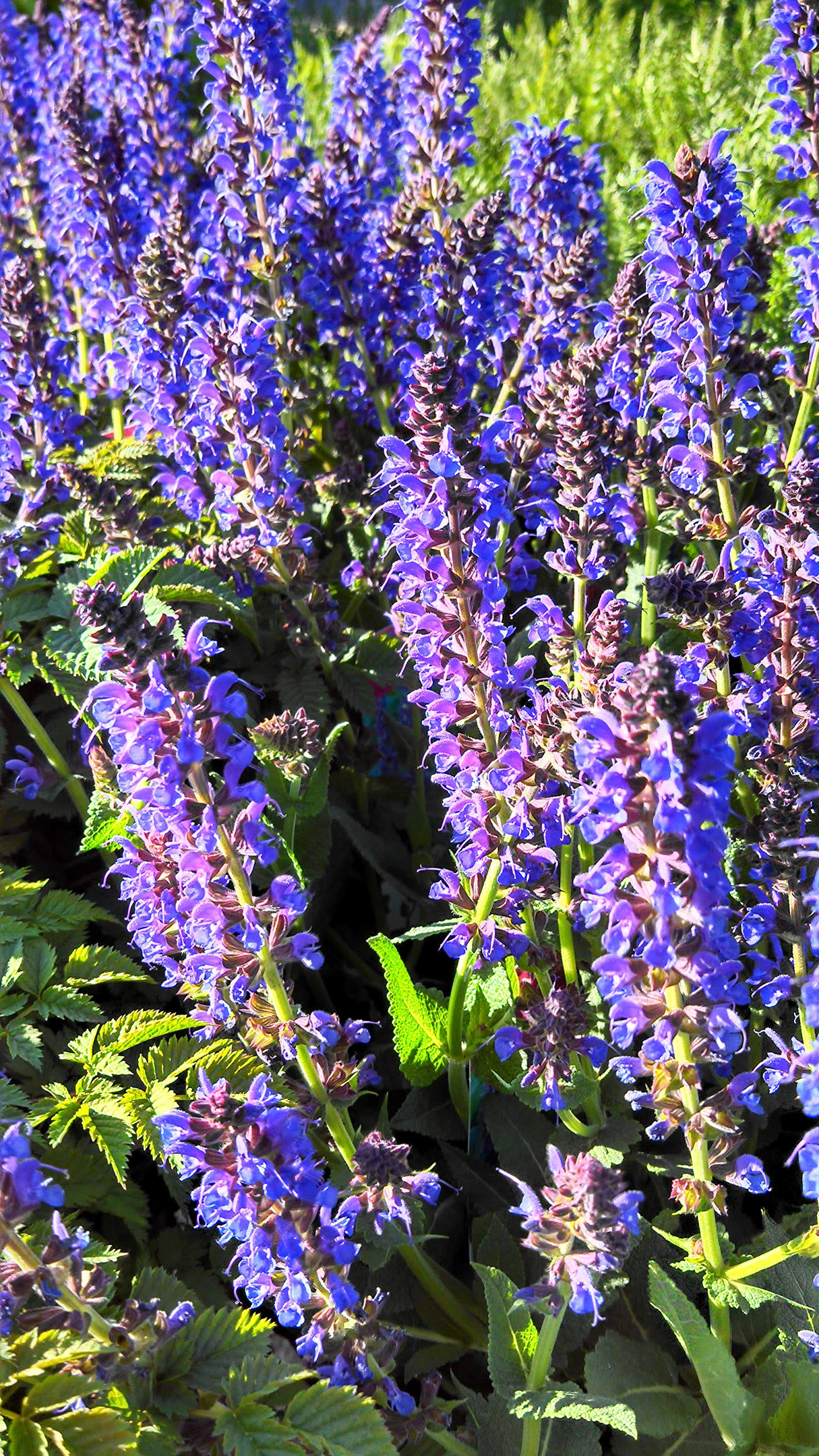 168af6e6eaf6372bbf701f0f953eaa36fec8345e9d9c3896a1e7e0adb03a90e1.jpg Salvia Nemerosa 'May Night' (Meadow Sage) Perennial, Purple Flowers, 1 - Size Container - Image 1