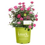 1 Gallon Knock Out Rose Double Pink Shrub