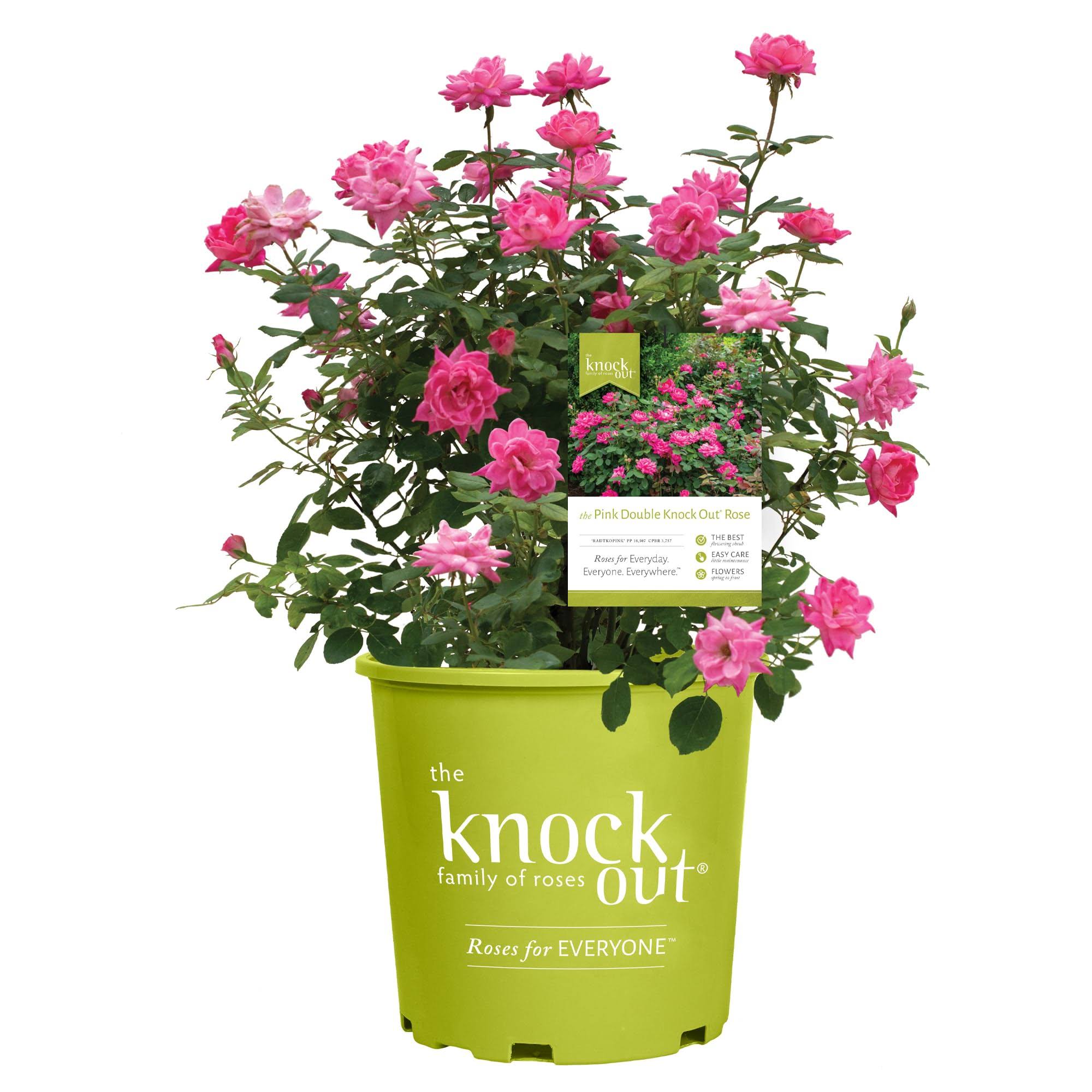 1691054088bf4d1ae2851fbef7b10880b69dbabf7ecd393a794ea343dc3d778f.jpg 1 Gallon Knock Out Rose Double Pink Shrub - Image 1