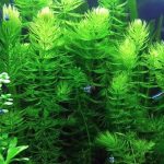 TruBlu Supply Hornwort Ceratophyllum Live Aquarium Plant Planted Tank Beginner - Buy 2 Get 1