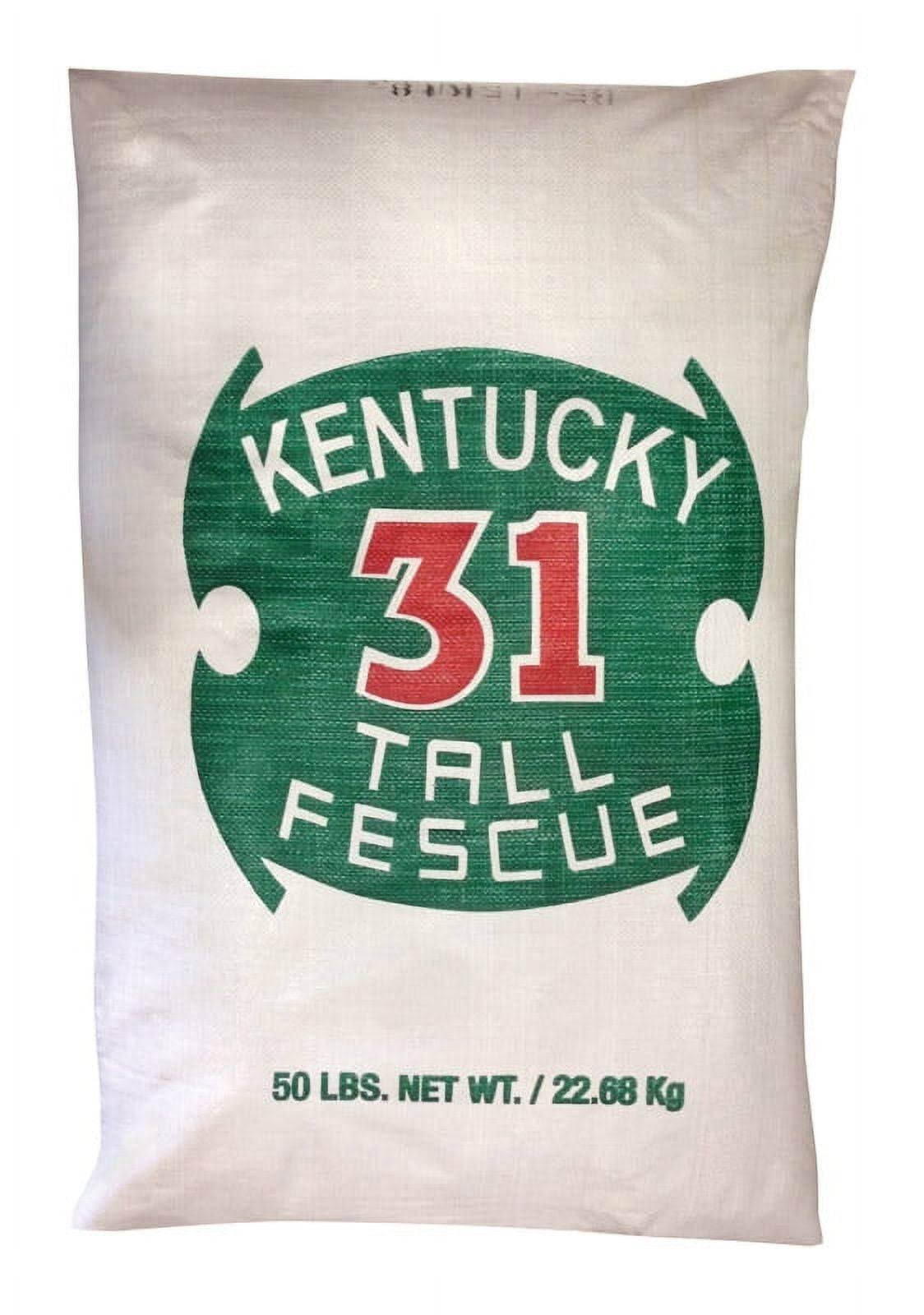 18392edd5801aca2ac4f8d085447ebf4891663c059f18e82b0e10a02e8fcdfdc.jpg Barenbrug 491145 50 lbs. Kentucky 31 Tall Fescue Grass Seed - Image 1