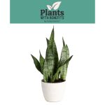 Plants with benefits Live 14in. Tall Green Snake Plant; in 6in. dcor Pot, Size: Medium