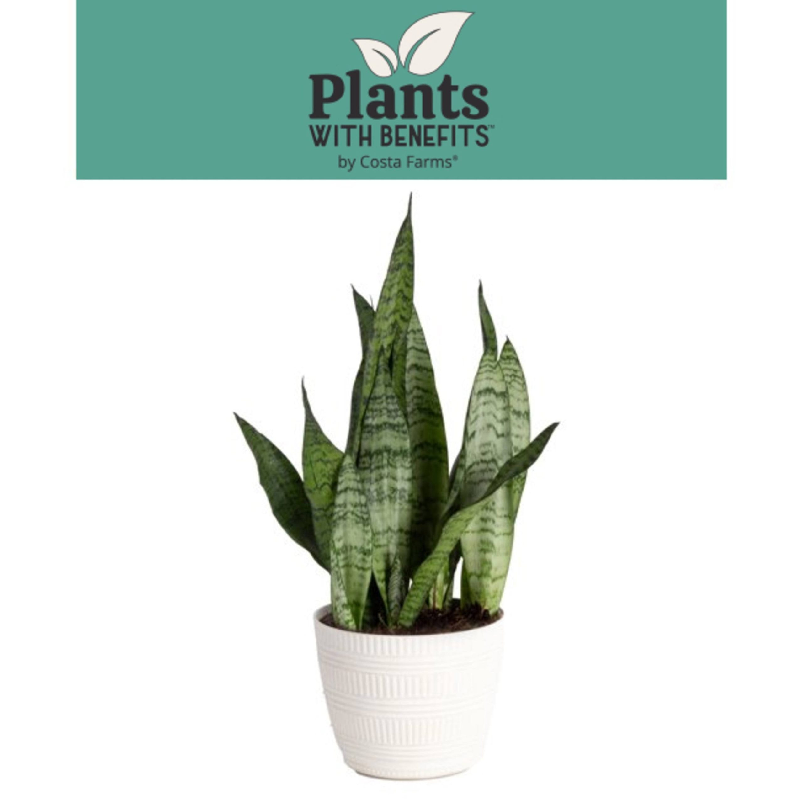 185ec1c5b41db4a1112c673fe51344aad7563a500db088131f3cb8554290a49e.jpg Plants with benefits Live 14in. Tall Green Snake Plant; in 6in. dcor Pot, Size: Medium - Image 1