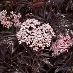 Proven Winners Black Lace Elderberry (Sambucus) Live Shrub, Pink Flowers, 1 Gallon
