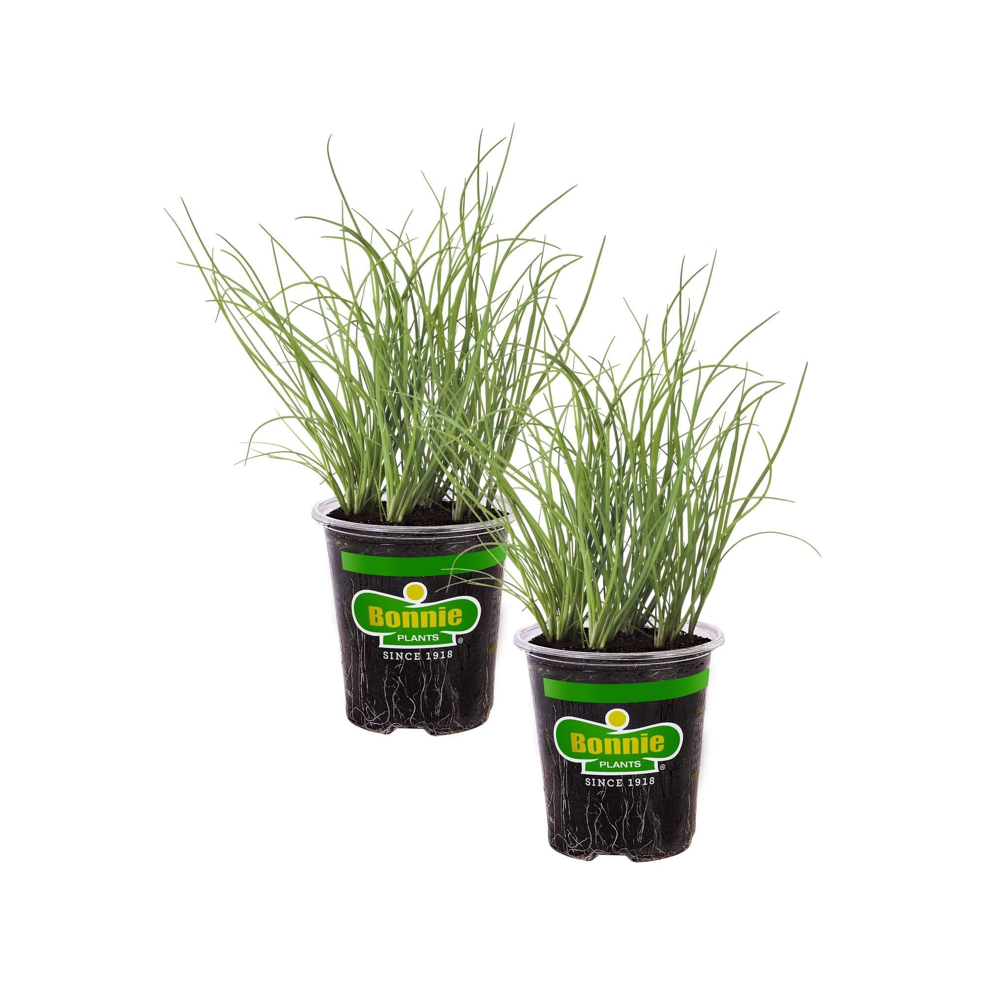 1916d7c97132605fe332ac3de39d114bdab8398e76a5ab4deda05d964f60addd.jpg Bonnie Plants 19.3 oz. Onion Chives, 2-Pack - Image 1