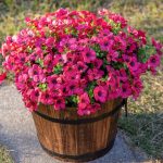 HyeFlora Artificial Faux Outdoor Plants Flowers, 12 Bundles Fake Hotpink Silk Daisy Eucalyptus UV Resistant Look Real for Planter Pot Window Outside