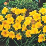 Yellow Flowers Stella D'oro Daylily (Hemerocallis) Live Bareroot Perennial Plants (5-Pack)