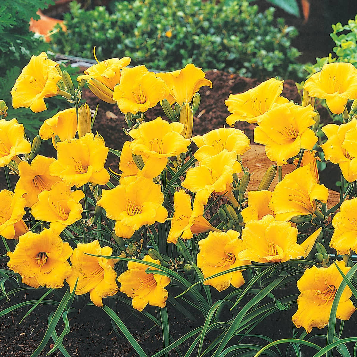 19f3d05929e952ad5eee7e1c3251dca54a1af41f39945993f5fd3950d623bbf4.jpg Yellow Flowers Stella D'oro Daylily (Hemerocallis) Live Bareroot Perennial Plants (5-Pack) - Image 1