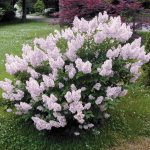 Miss Kim Lilac Dormant Bare Root Flowering Starter Shrub (1-Pack)