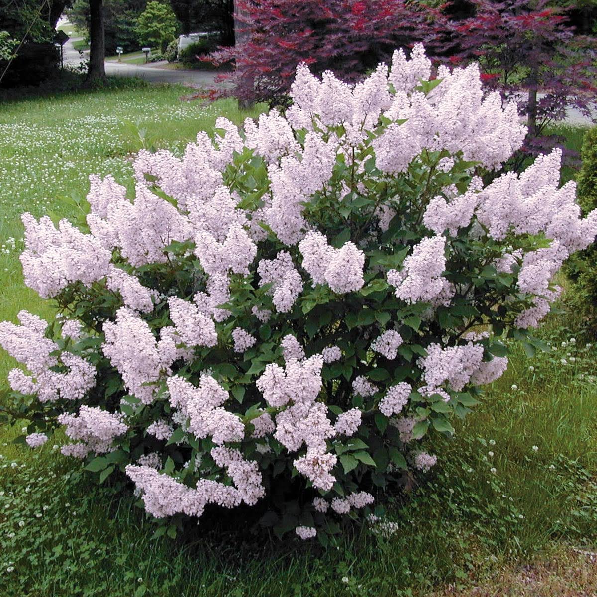 19ff06ea9f79c64ef48e67c65c13261fc1b1cbf71f96f15d02bf2750b74fcf13.jpg Miss Kim Lilac Dormant Bare Root Flowering Starter Shrub (1-Pack) - Image 1