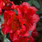 1 gal. Autumn Fire Shrub with True Red Reblooming Flowers