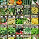 Set of 25 Premium Vegetable & Herb Seeds - 25 Deluxe Variety Premium Vegetable & Herb Garden 100% Non-GMO Heirloom