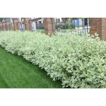 1 gal. Ivory Halo Dogwood Shrub A Lovely Ornamental Twist On The Class