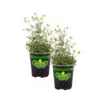 Bonnie Plants 19.3 oz. Chamomile, 2-Pack