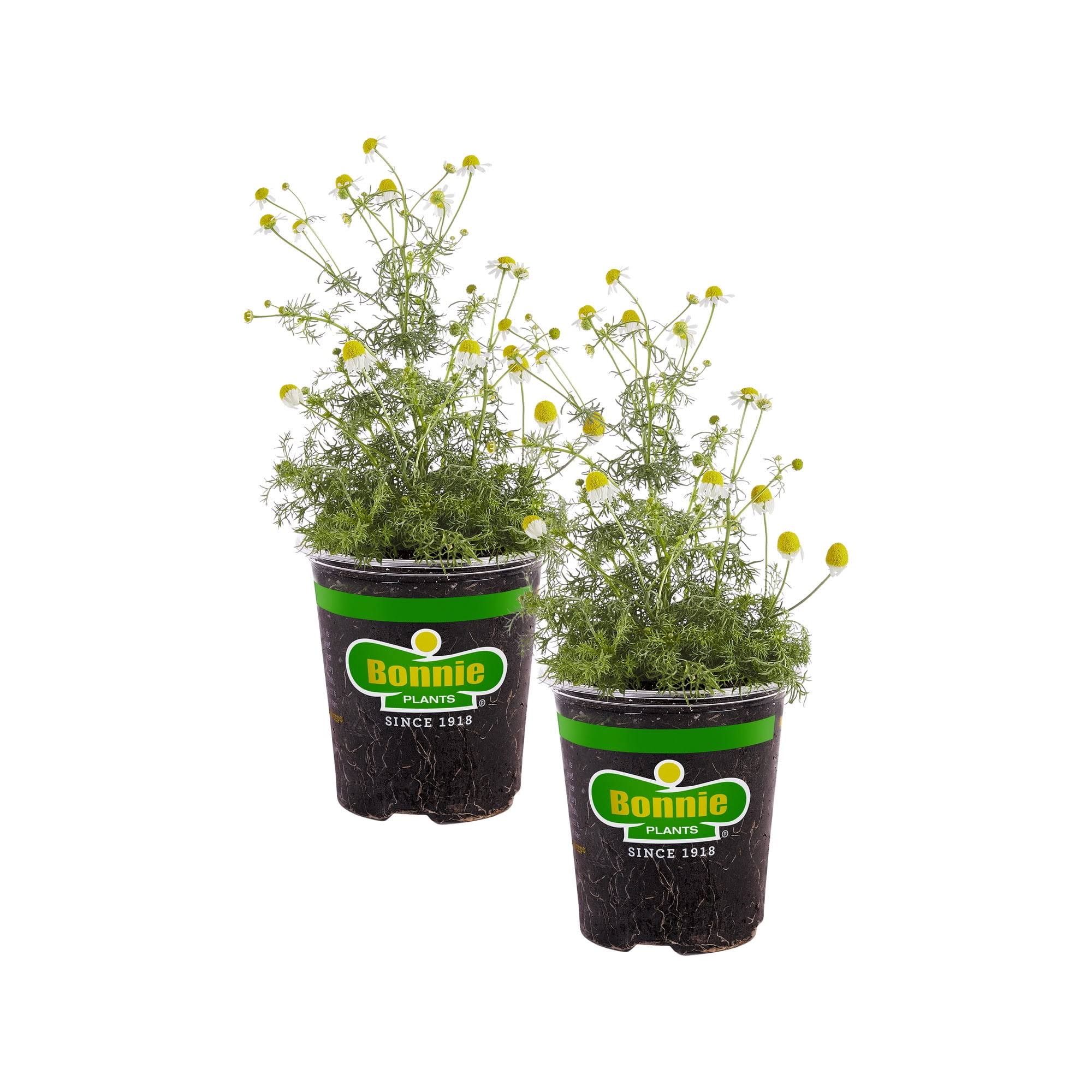 1b06c433bd3b1591cc6410d6dfb02a0fa841028b89b3fbfb765f7be0388e143a.jpg Bonnie Plants 19.3 oz. Chamomile, 2-Pack - Image 1