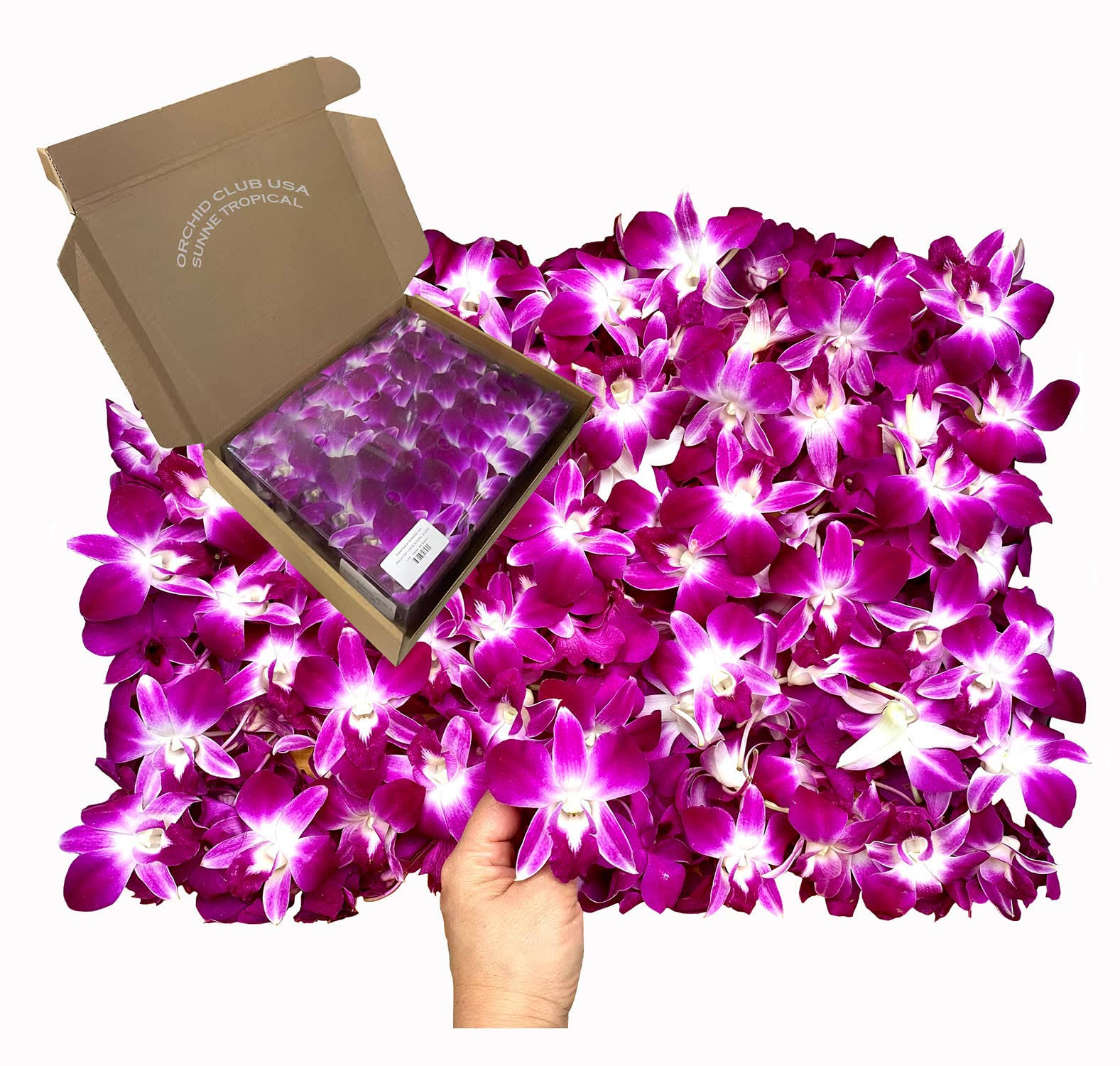 1b0e19e1a68794261977fd273ffd5ca104bb07dabb0cf59b48ab446a2777e3b3.jpg Miami Fresh Orchid Flower OrchidClub USA Sunne Tropical Loose Bloom Head DIY Lei Food Drink Decoration (100 Purple) - Image 1