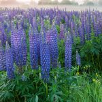 Outsidepride Lupine Seeds - Perennial Wildflower - 500 Seeds