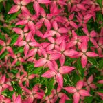 Scarlet Fire Dogwood Dormant Starter Bare Root Flowering Tree, 1-Pack, Size: 5 in