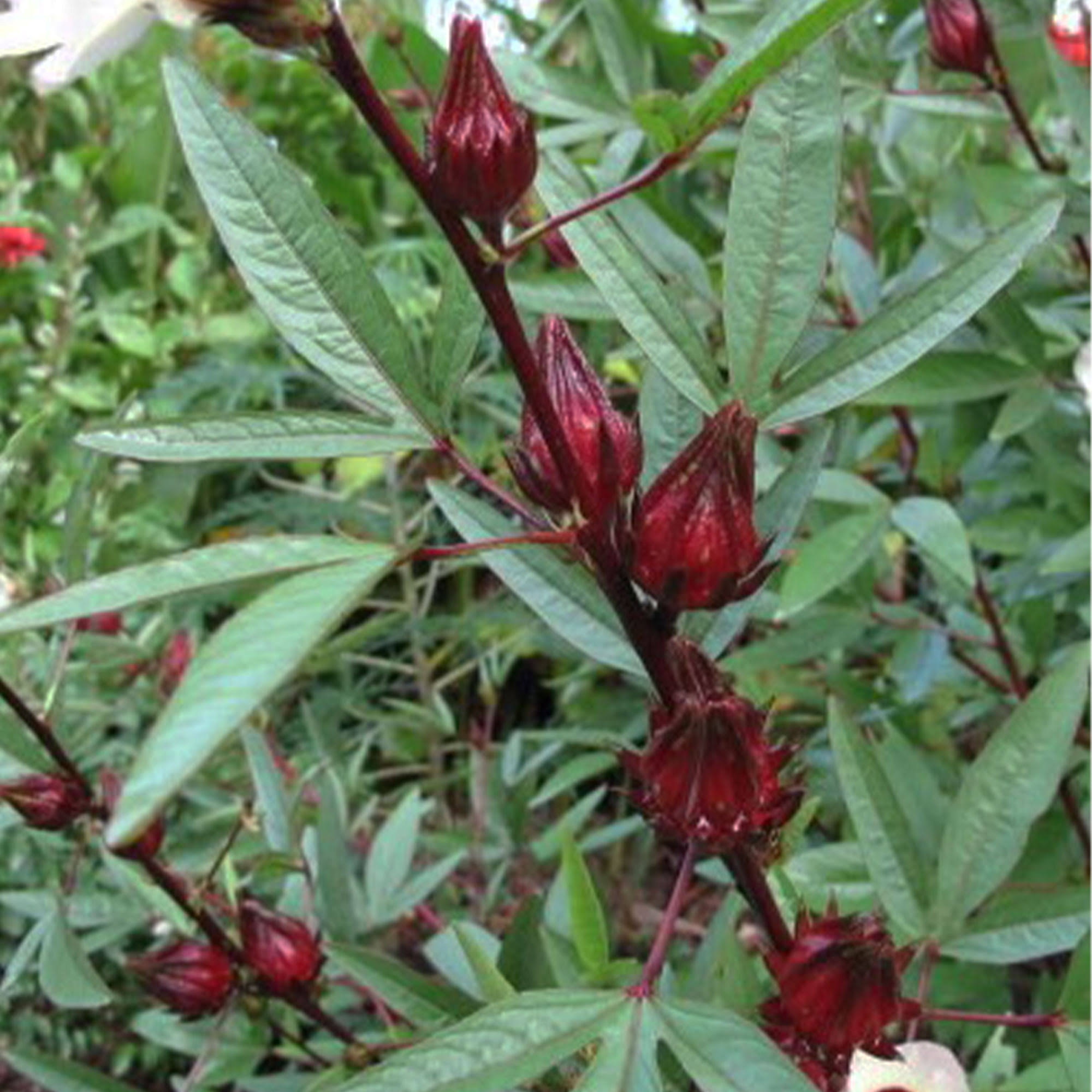 1d6080944844796afe94bc8a31e0de5948cbf772105b6d4639988dce029faae6.jpg Hibiscus Seeds - Asian Sour Leaf (Roselle) - 1 lb ~28000 Seeds - Non-GMO, Heirloom - Asian Herb Gardening & Flower - Image 1