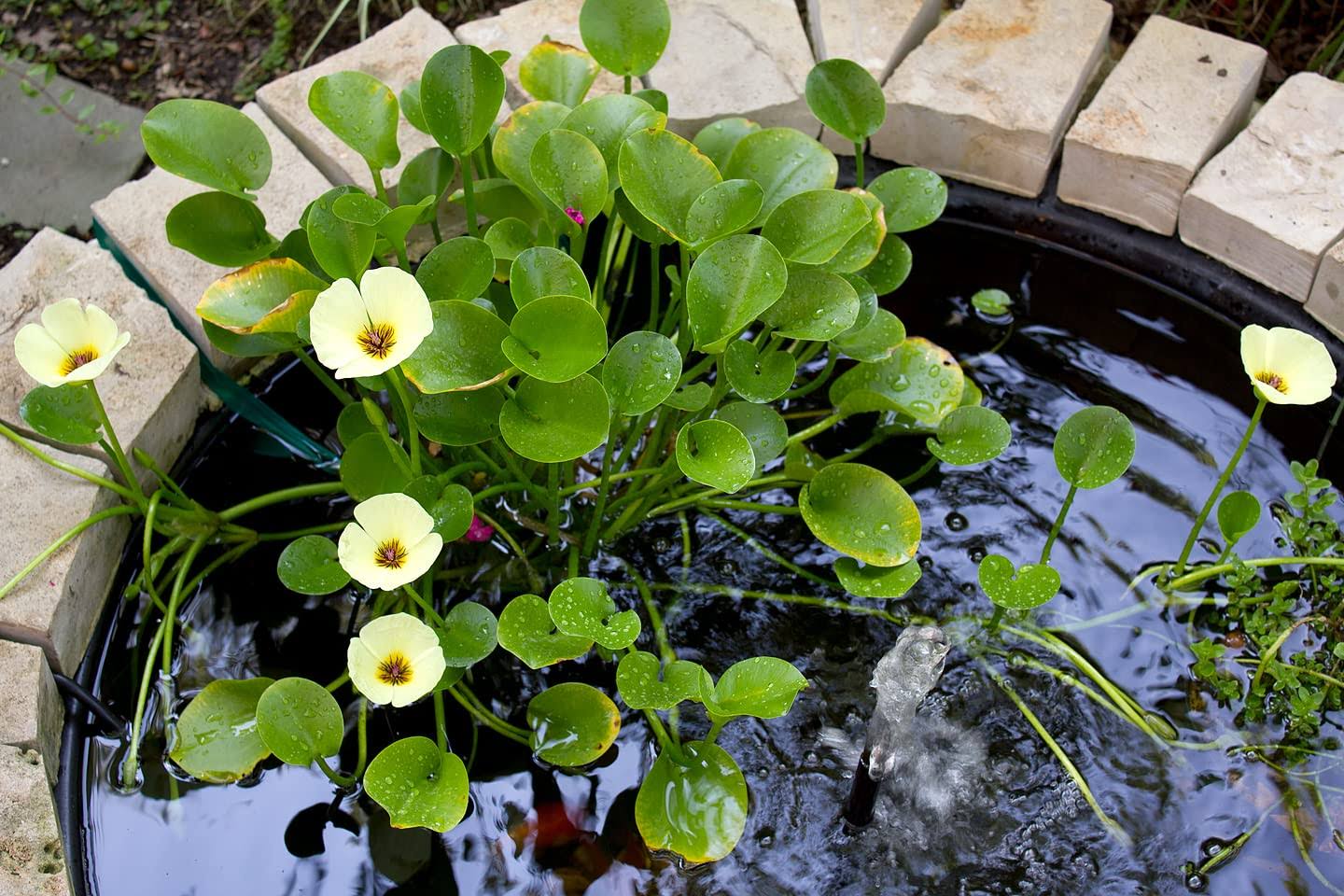 1d711b332f73a4bfa2b523743931db152ea9cc38c0046facbda8adb57714dfce.jpg Golden Water Poppies (Hydrocleys Nymphoides) - Easy Live Pond Plants - Image 1