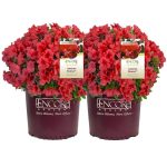 1 gal. Autumn Sunset Shrub with Bright Red Flowers (2-Pack)